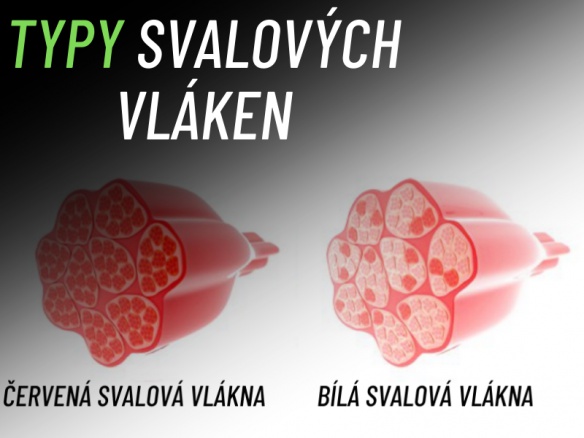 Typy svalových vláken a jejich vliv na hypertrofii. Typy svalových vláken a jejich vliv na hypertrofii.