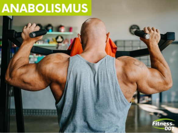 Anabolismus: Co určuje, zda budu nabírat svaly nebo tuk?